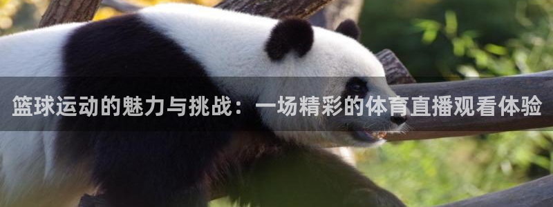 篮球运动的魅力与挑战：一场精彩的体育直播观看体验