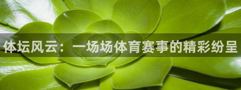 体坛风云：一场场体育赛事的精彩纷呈