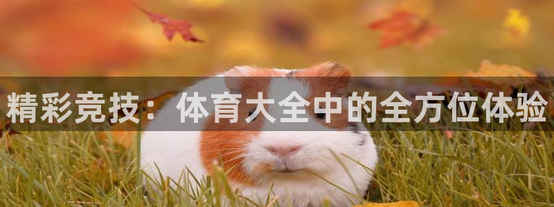 精彩竞技：体育大全中的全方位体验